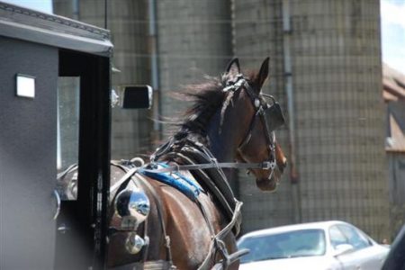 Amish Acuity Image